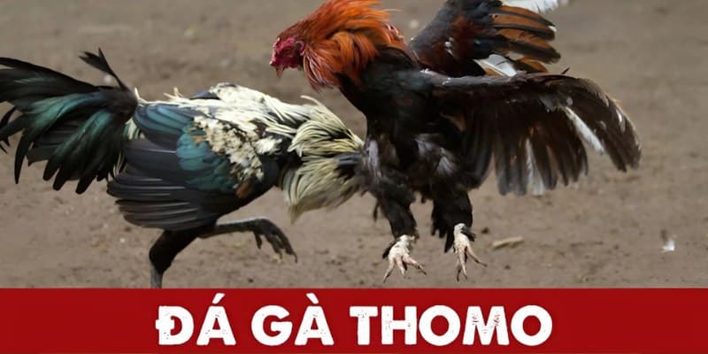 Đá gà Thomo